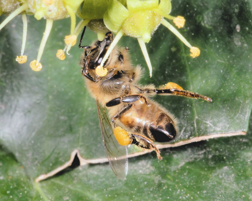 Ape acrobata